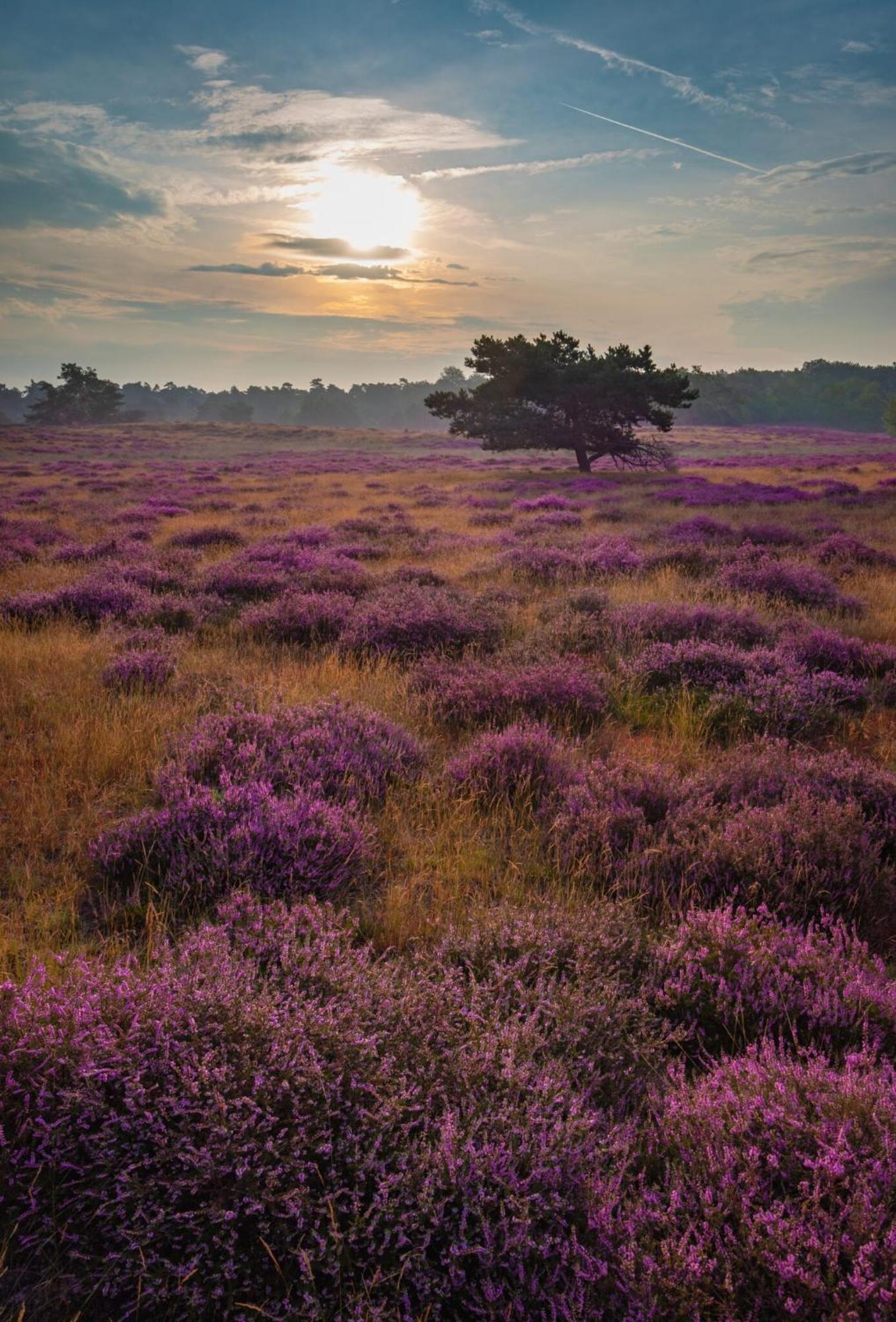 Vakantiehuis Vliegend Hert Veluwe Nunspeet Ngoại thất bức ảnh